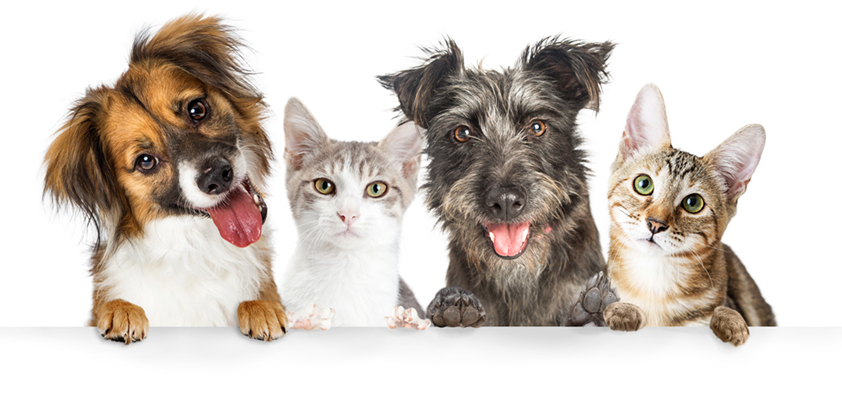 tiere-tierheilpraxis-header-hund-katze tiere-tierheilpraxis-header-hund-katze